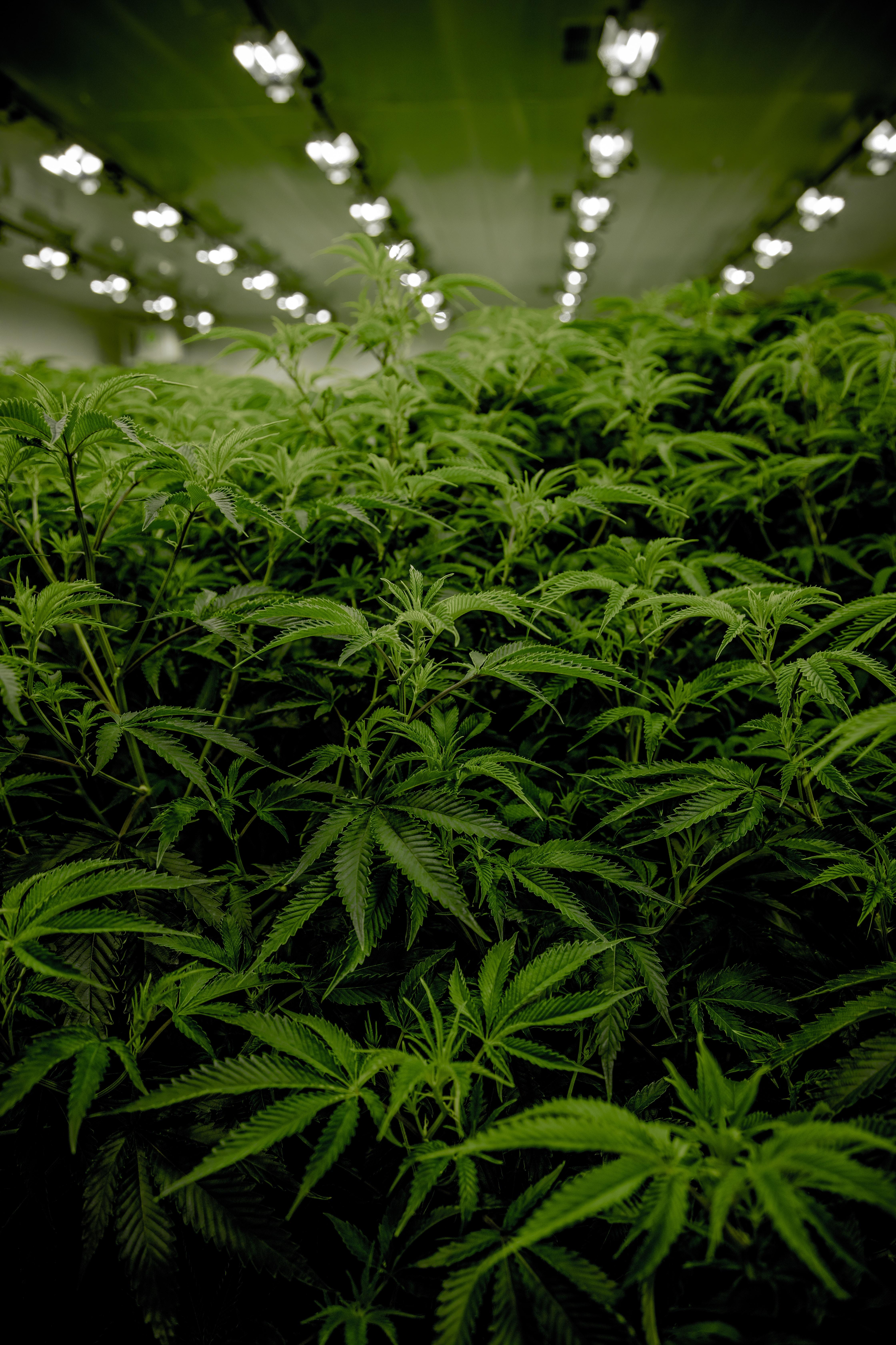 The U.S. The Department of Health has eased weed restrictions with a marijuana recommendation